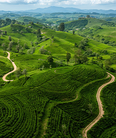 tea trails